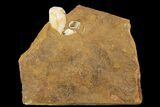 Unidentified Fossil Seed From North Dakota - Paleocene #95818-1